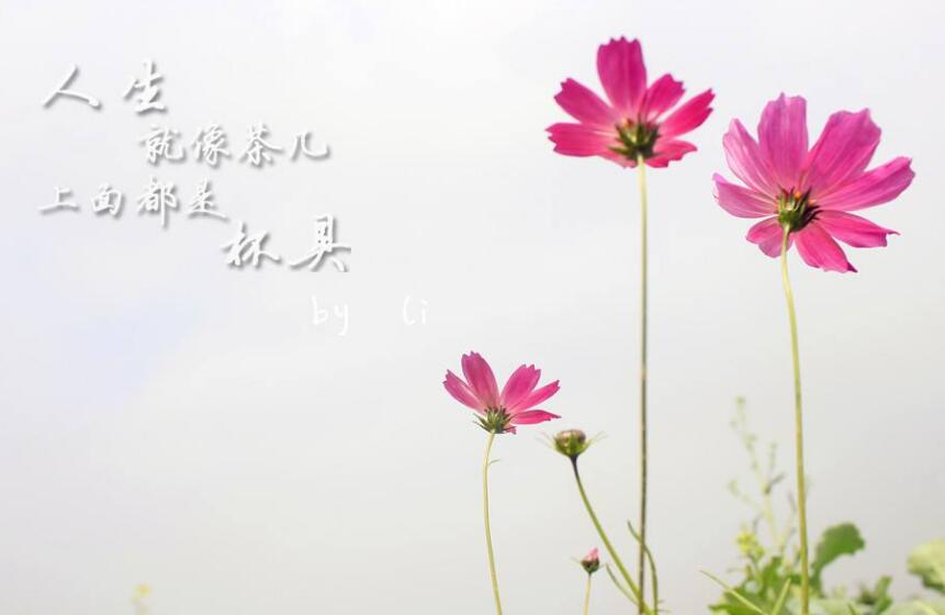 毕业季的文案(278句) 