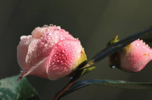 学校3.12植树节活动祝福标语条幅 