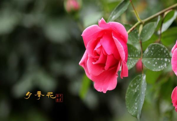 霸气无线网名称大全108个 