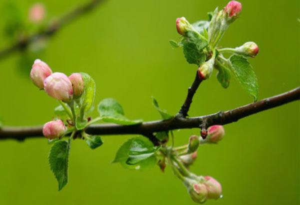 3.12植树节快乐朋友圈祝福语 